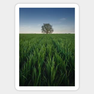 Solitary tree in the green field Sticker